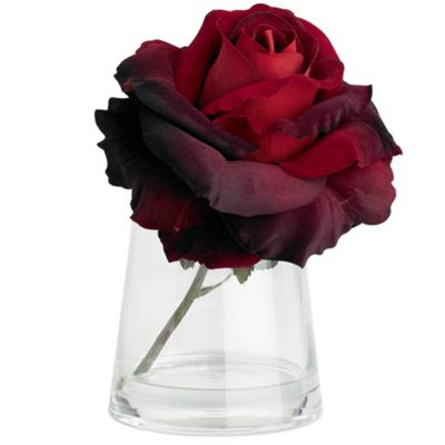 Red rose in vase