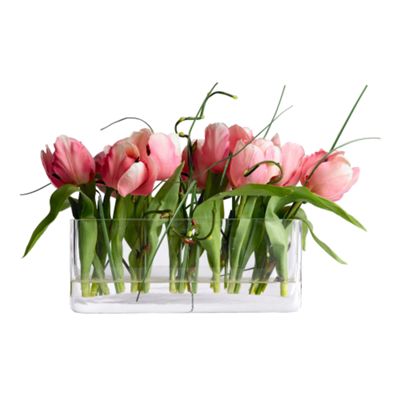 Pink tulip row plant