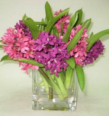 Purple hyacinth