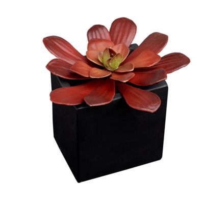 Red succulent in dark pot