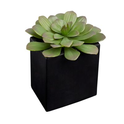 Green succulent in pot