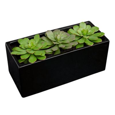 Triple green succulents in black pot
