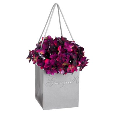 Purple hydrangea in pot