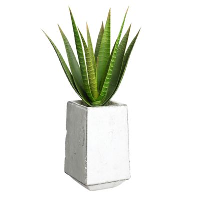 Green medium spiky succulent in stone pot