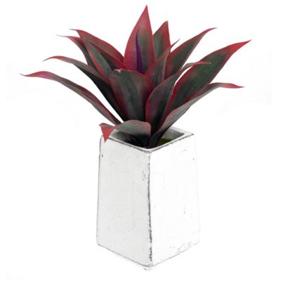 Tall red spiky plant in stone pot