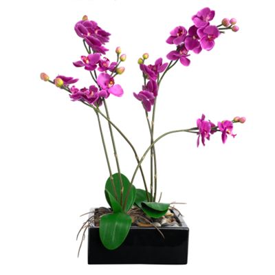 Pink orchids in a sqaure box