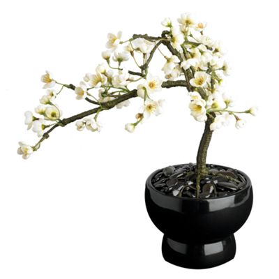 Cream bonsai in black vase
