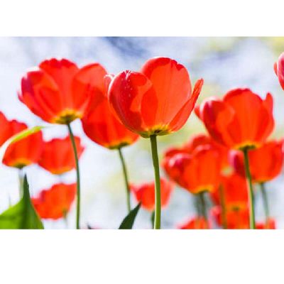 Red tulip canvas