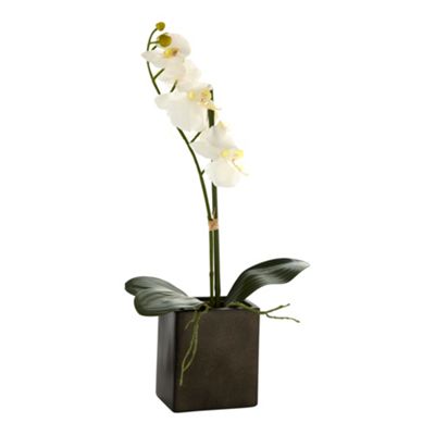 White potted orchid