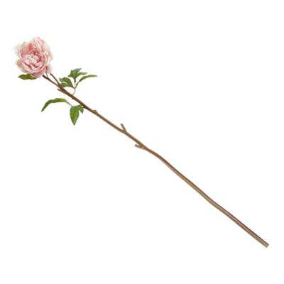 Pale pink open peony stem