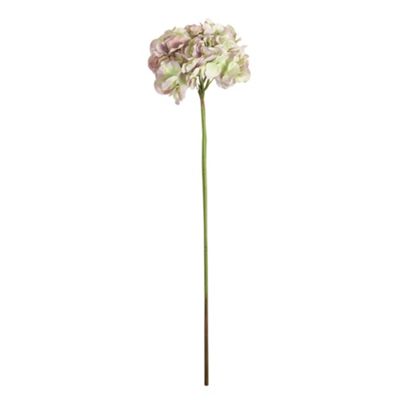 Lilac hydrangea stem