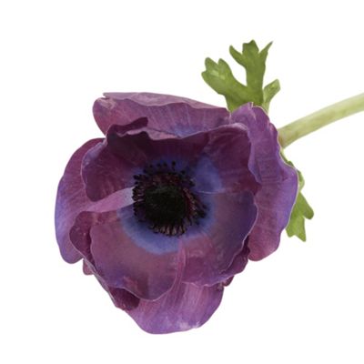 Purple Anemone flower stem