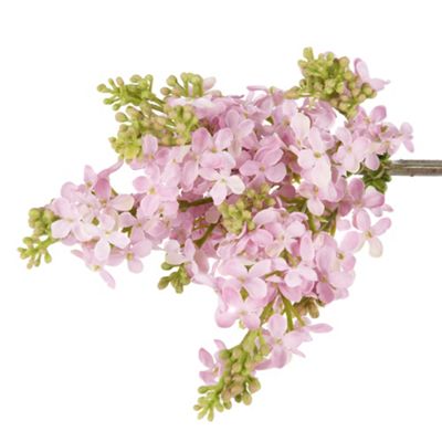 Purple short lilac flower