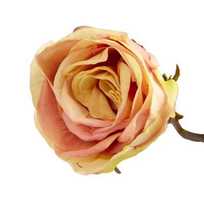 Peach rose stem