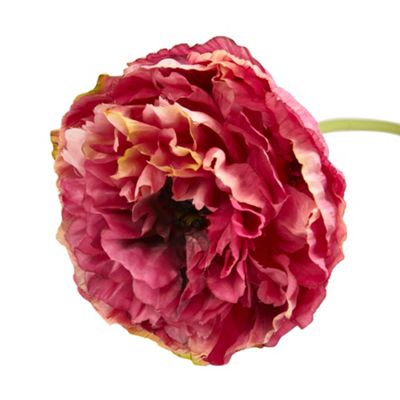 Dark pink poppy stem
