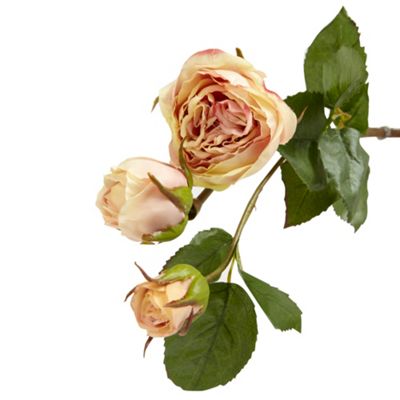 Pink short 'Ecuadorian' rose stem