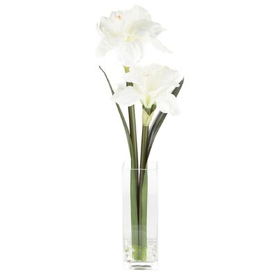 Cream amaryllis flowers in tall vase