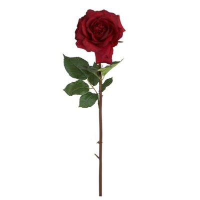 Dark red Duchess rose