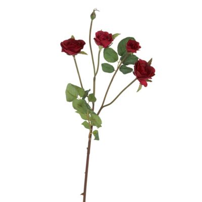 Dark red 'Ecuadorian' rose stem