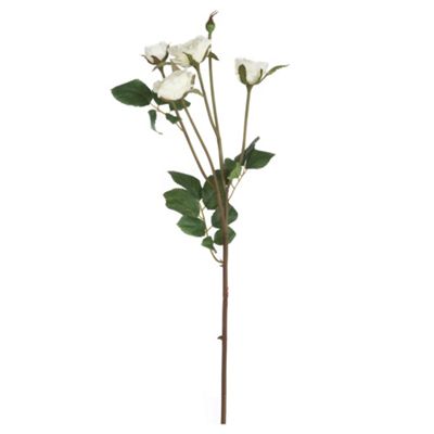 White Ecuadorian roses stem