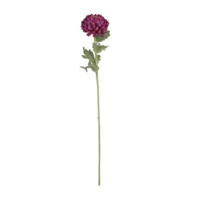 Purple large stem chrysanthemum