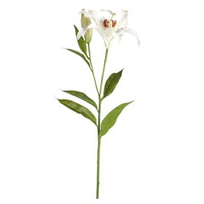 White lily 'rubrum'
