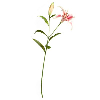 Pink lily 'rubrum'