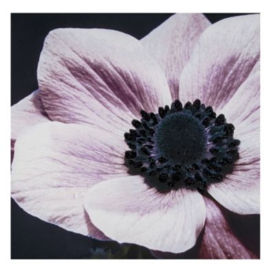 http://debenhams.scene7.com/is/image/Debenhams/61131_41DB503?$PSPNew$