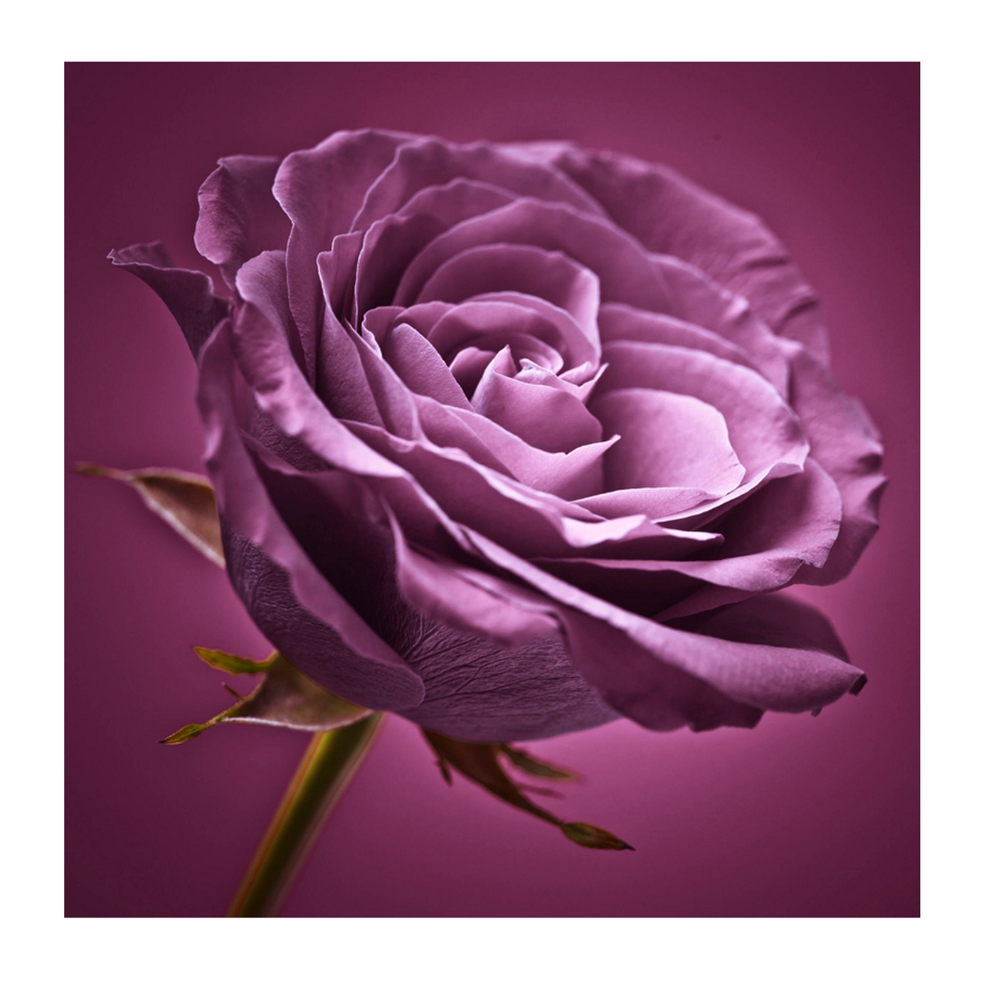 Graham & Brown Plum Rose Wall Art